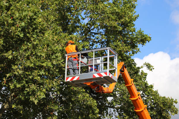 Best Large Tree Removal  in Doa Ana, NM